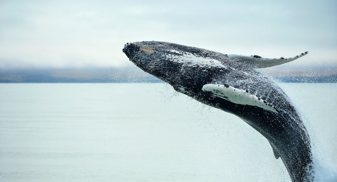 Baleia Jubarte saltando nas águas da Islândia