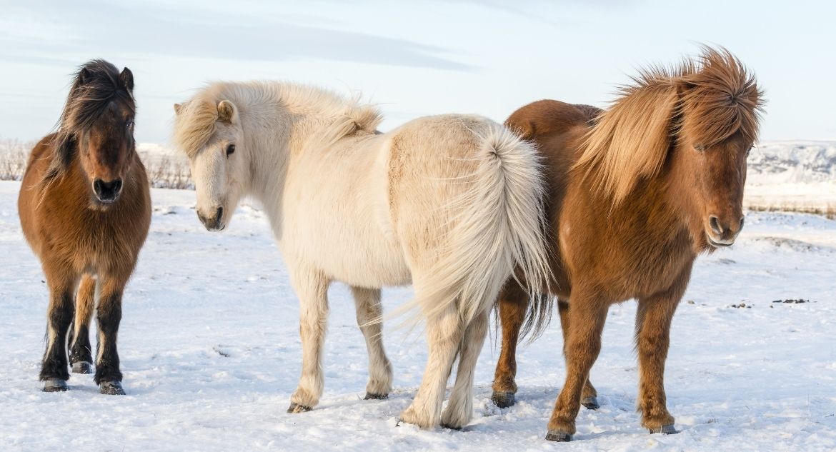 Cavalos da Islândia