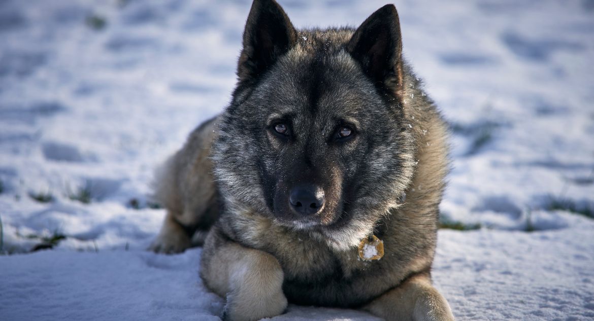Cachorro Elkhound Norueguês na neve