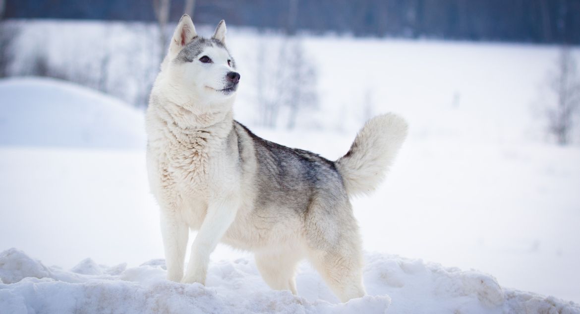 Cachorro Husky Siberiano na neve