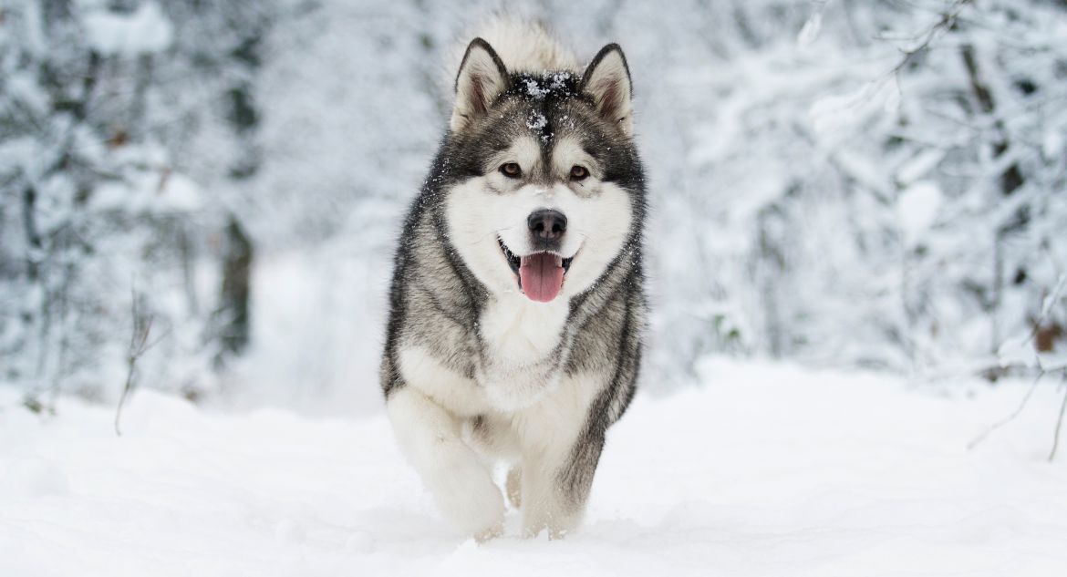 Cachorro Malamute do Alasca na neve
