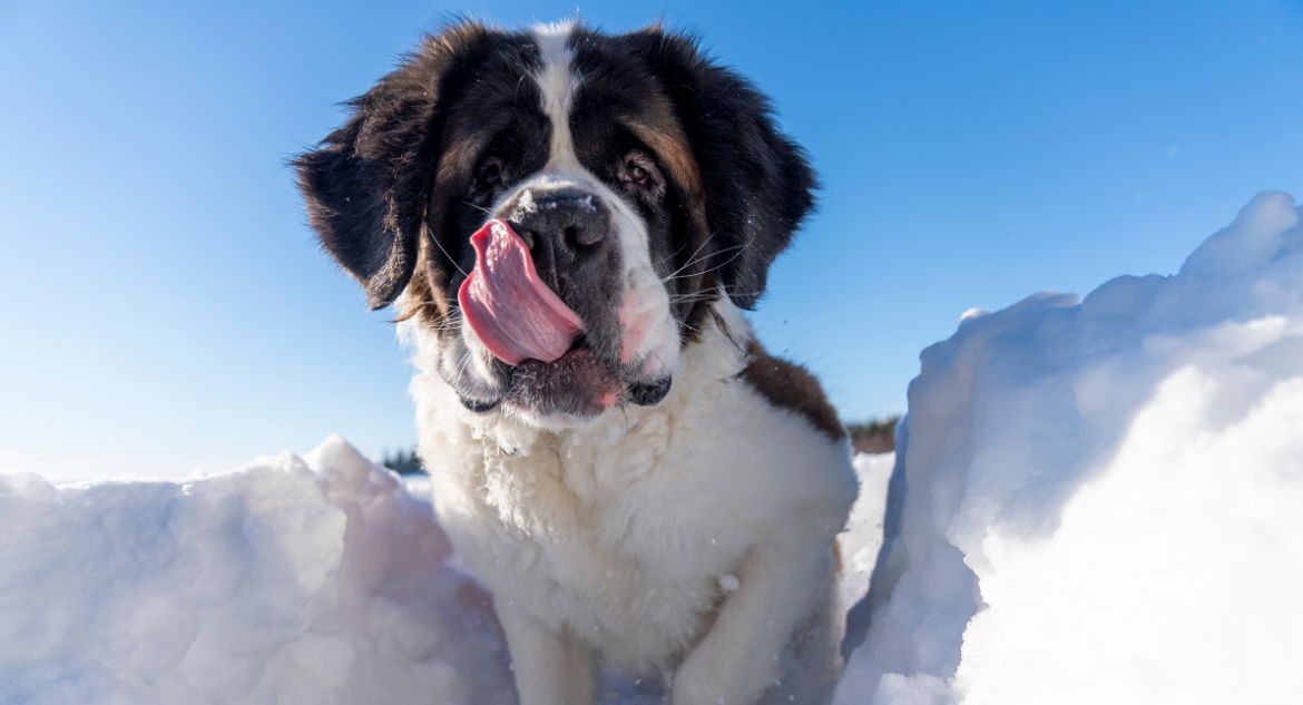 Cachorro São Bernardo na neve