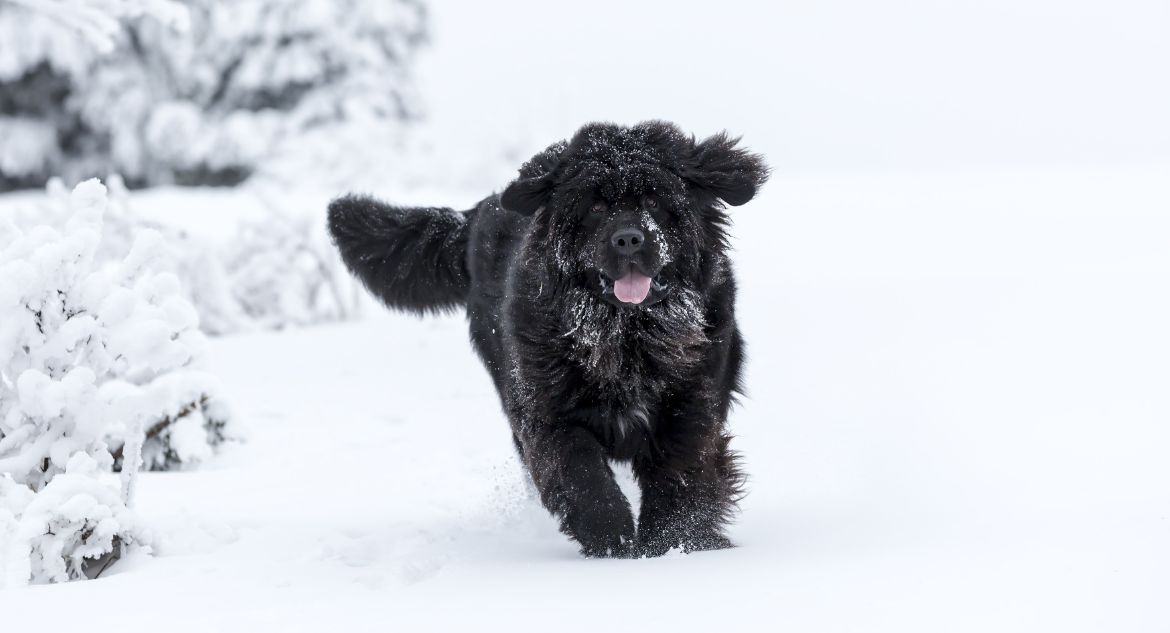 Cachorro Terra Nova na neve