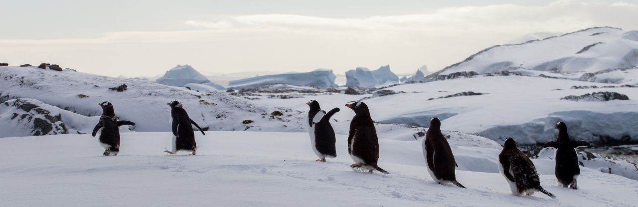 pinguins na neve