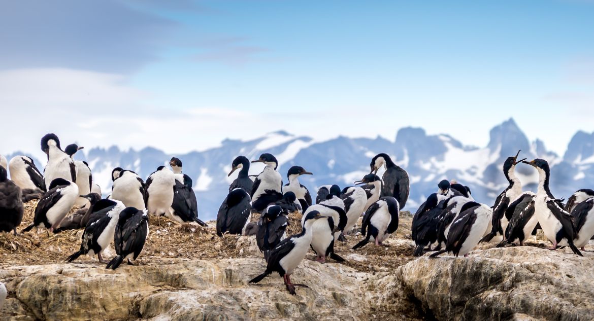 Pinguins em ushuaia