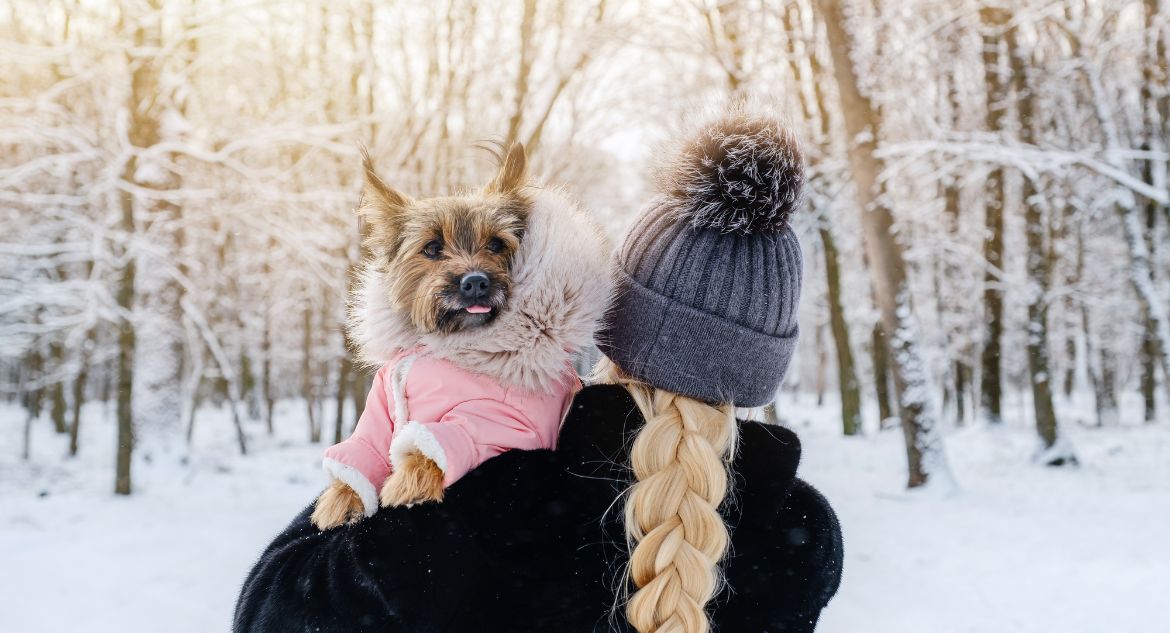 adaptar o cachorro na neve