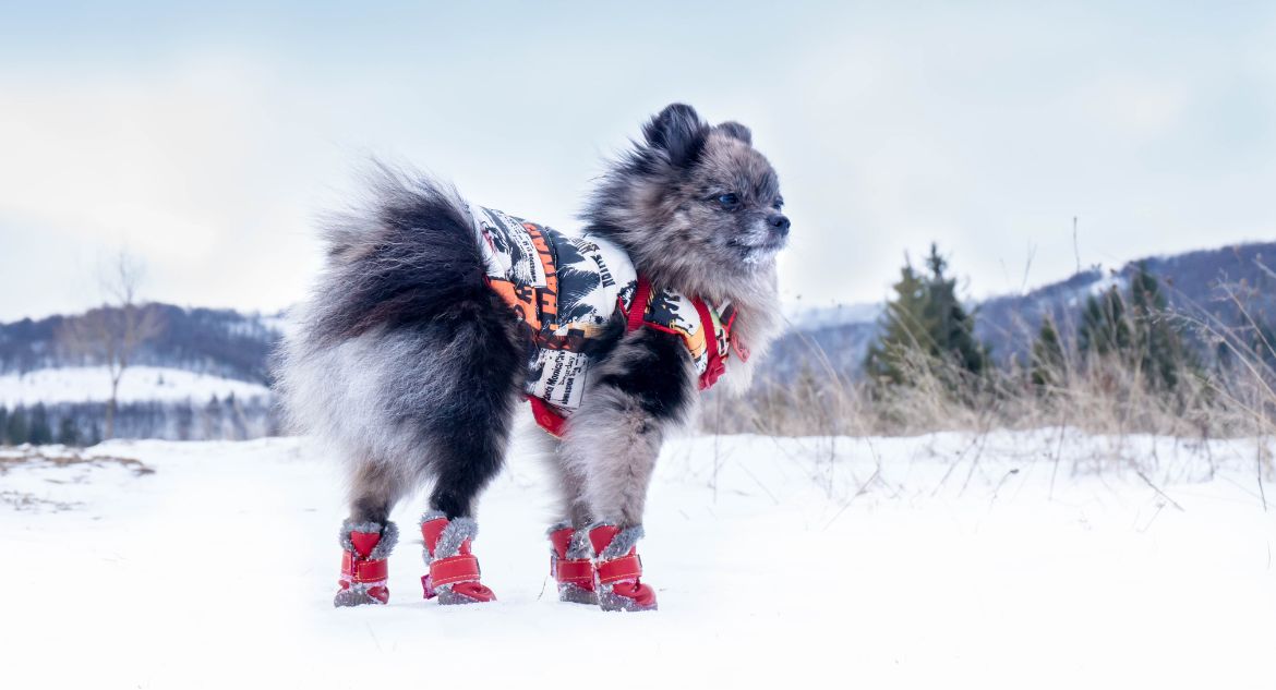 bota de neve para cachorro