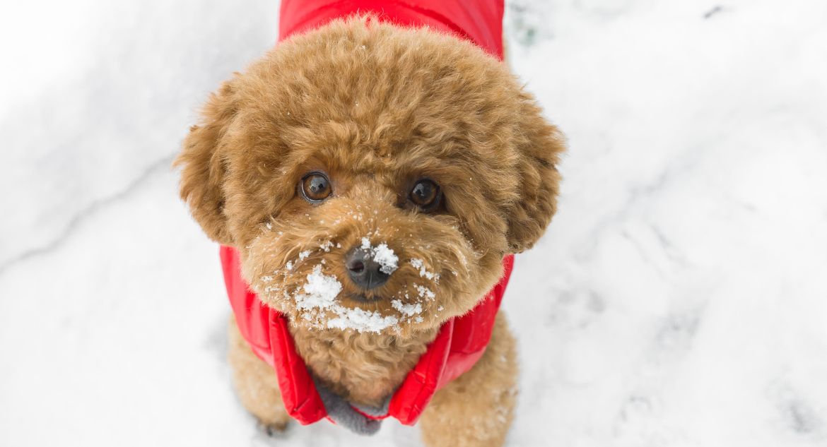 cachorro comendo neve